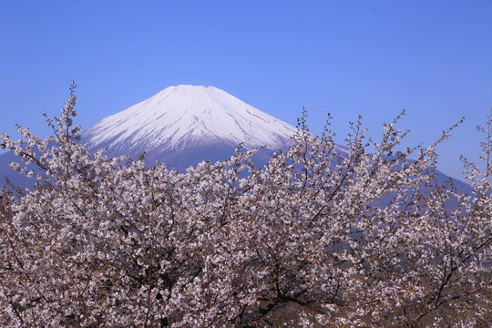 高原の山桜と富士山