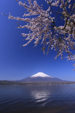 湖岸の山桜と富士山 © wassei