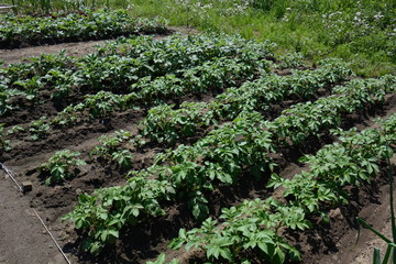 Fototapeta na wymiar Kitchen garden / Potato cultivation