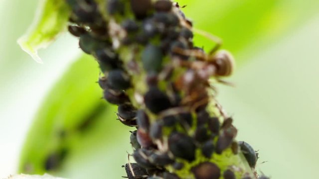 Shepherd ant milking aphids. Farmer ant strokes the plant-louses with its antennae and they excrete transparent spheres of sugar-rich honeydew. Nature macro photography