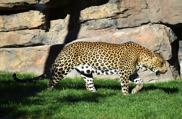 leopard