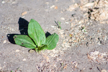 green plant on dry ground