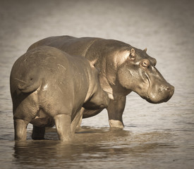 Obraz premium Playing Hippopotamus , Kruger National Park , Africa