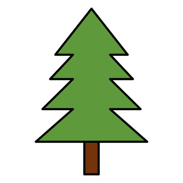 pine tree plant natural icon vector illustration design