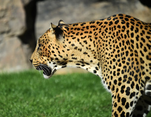 leopardo © alberto
