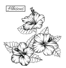 Hibiscus clip art on white backgrounds.Idea for business visit card, typography vector,print for t-shirt.