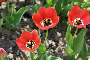 Fototapeta premium Tulips. Flowers in the garden