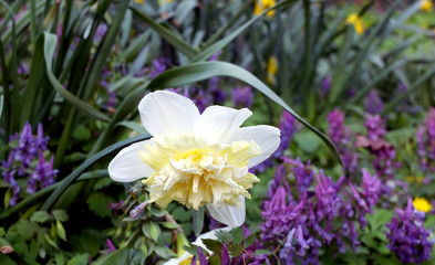 Obraz na płótnie Canvas Bud of white narcissus flower 