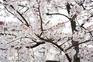 Blooming cherry blossoms and blue sky at Gothenburg,Sweden