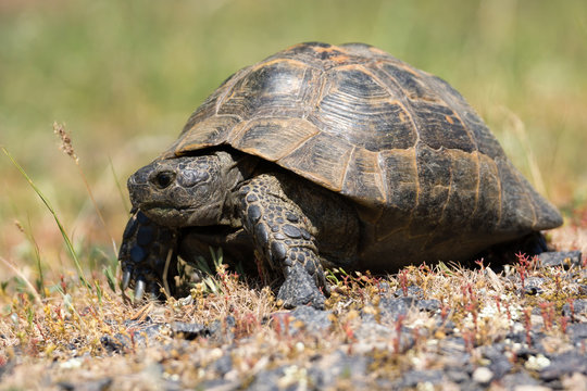 Turttle