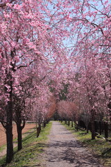 枝垂れ桜の並木道