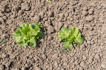 Salat auf der Farm - Salatfeld