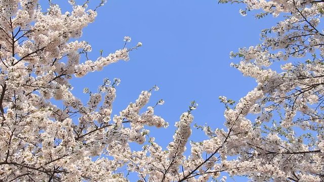 桜 青空