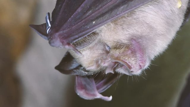 Greater And Lesser Horseshoe Bats In Cave. Two Rare Bats In The Genus Rhinolophus Together, Showing Difference In Size