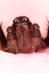 Focus Stacking - Giant House Spider, House Spider, Eratigena atrica