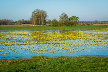 Marsh Marigold on the Narew river in Podlasie, Poland - 202633015