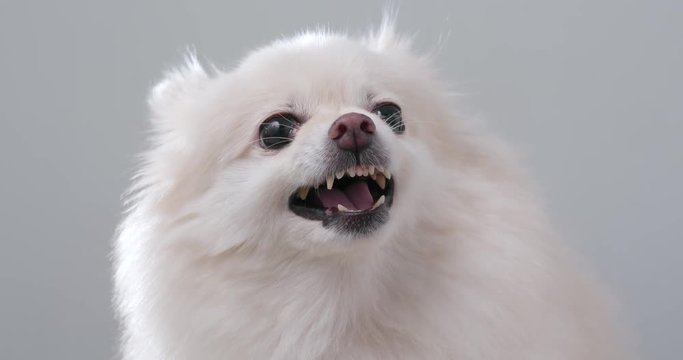 White Pomeranian dog getting angry and want to bark