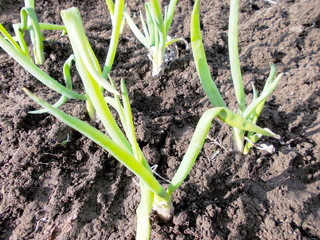 ЗЕЛЕНЫЙ ЛУК