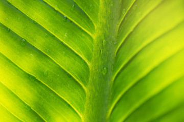 Natural green leaves background. Leaf texture. Abstract green leaf texture and drop of water for background.