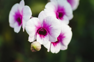 White orchid flowers