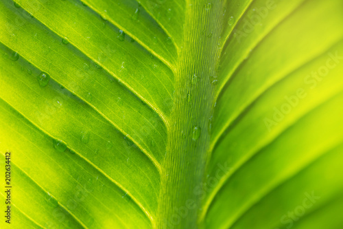 Natural Green Leaves Background Leaf Texture Abstract