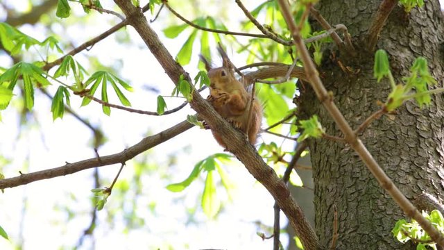 Cute brown squirrel sits on branch of tree and eats walnut on spring sunny day outside.
