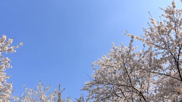 桜　青空