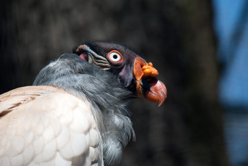 Portrait of a king vulture bird