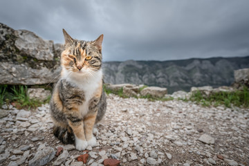 Cute cat from Kotor