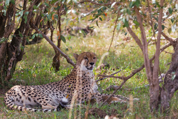 The cheetah is tired after the race for the impala. Rest in the bush. Kenya, Africa