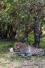 Lunch cheetah in dense thickets. Masai Mara, Kenya