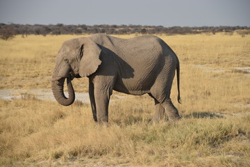 Elephant in Namibia - 202636098