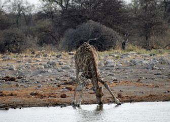 Giraffe at the waterhole - 202636418