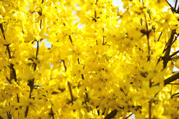 Bright Yellow Flowers Yellow Spring Summer Background Texture