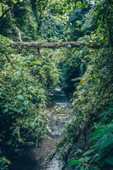 River in the jungle forest