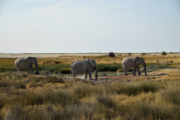 Elephants in Namibia - 202636809