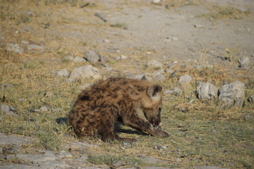 Baby hyena eating a bird