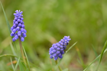 Closeup of a blue hyacinth flowers in spring