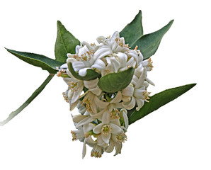 close up of citrus flowers