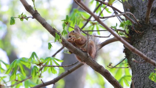 Cute brown squirrel sits on branch of tree and eats walnut on spring sunny day outside.