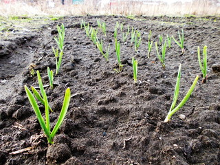 ПОБЕГИ ЧЕСНОКА