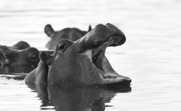 Playing Hippopotamus , Kruger National Park , Africa