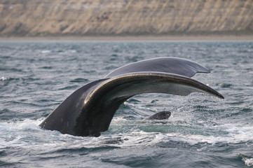 Obraz premium Whale tail fluke, Patagonia, Argentina