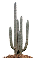 cactus isolated on white background