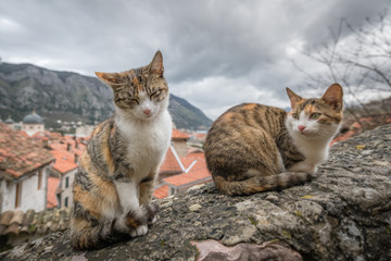 Cute cats sitting on a stone stairs