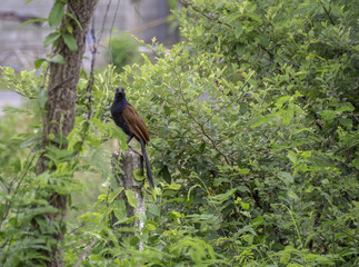 Crow pheasants  in the wild.