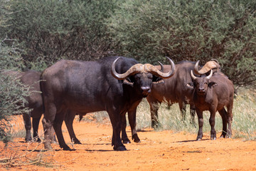 Naklejka na ściany i meble African Buffalo