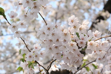 桜 青空