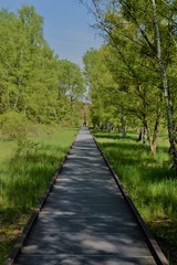 Obraz premium beautiful view of the park. A long path in the middle