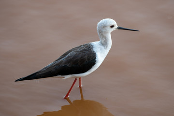 Black-winged Stilt
